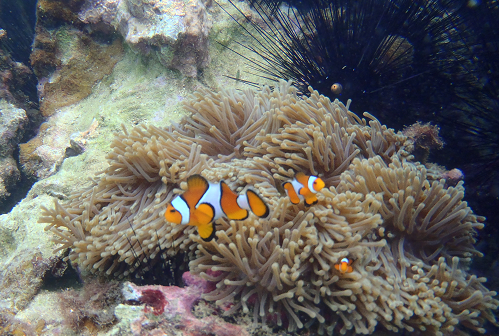 clownfish.png