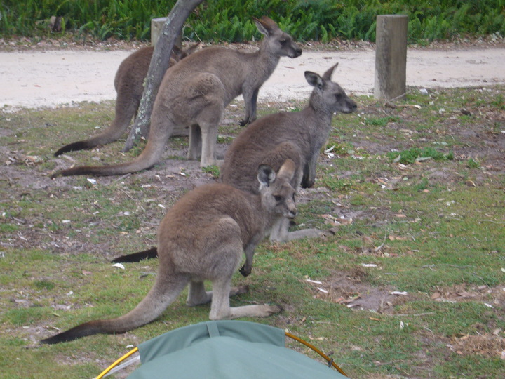 Kangas Saltwater Ck.jpg