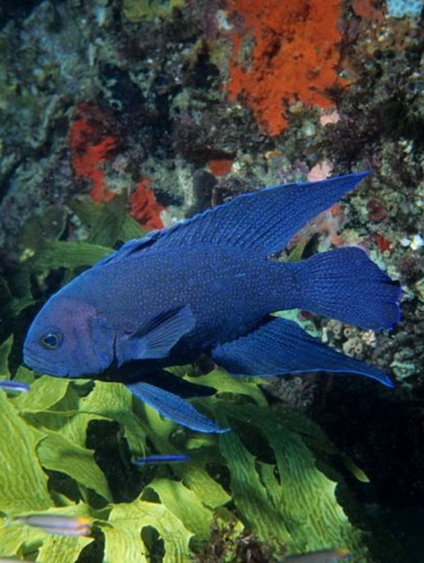 Blue Devilfish(Paraplesiops meleagris).jpg