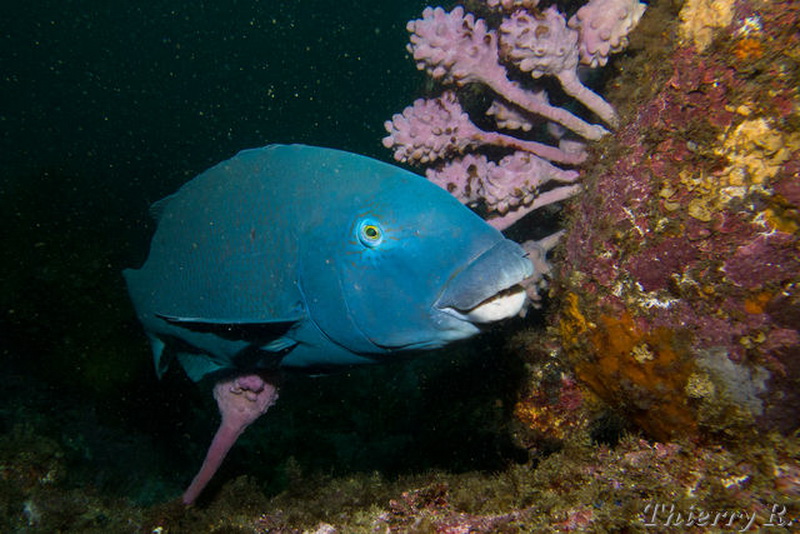 Eastern Blue Groper(Achoerodus viridis).jpg