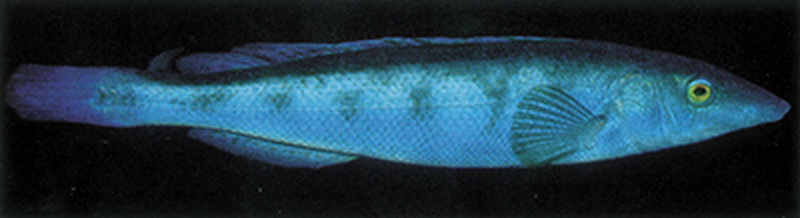 Grass Whiting(Haletta semifasciata).jpg