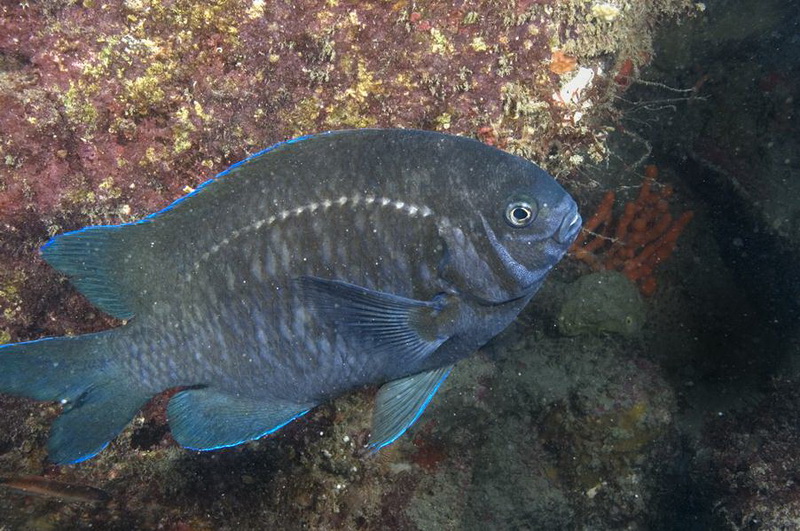 Scalyfin(Parma victoriae).jpg