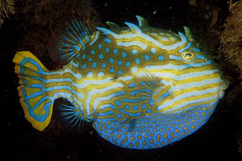 Shaw's Cowfish(Aracana aurita).jpg