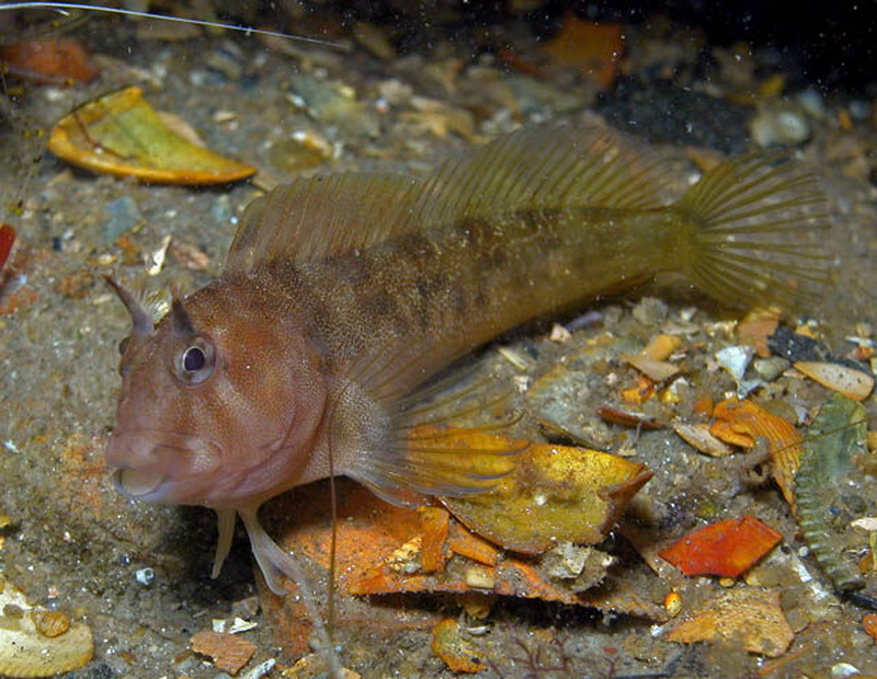 Tasmanian Blenny(Parablennius tasmanianus).jpg