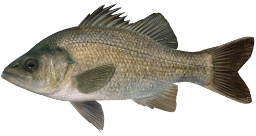 Estuary Perch(MacquariaColonorum).jpg