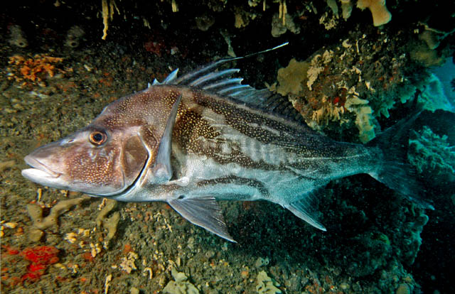 Giant Boarfish(Paristiopterus labiosus).jpg