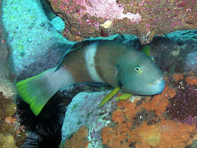 Bluethroat Parrotfish(Notolabrus tetricus).jpg