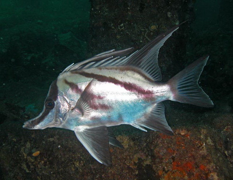 Longsnout Boarfish(Pentaceropsis_recurvirostris).jpg