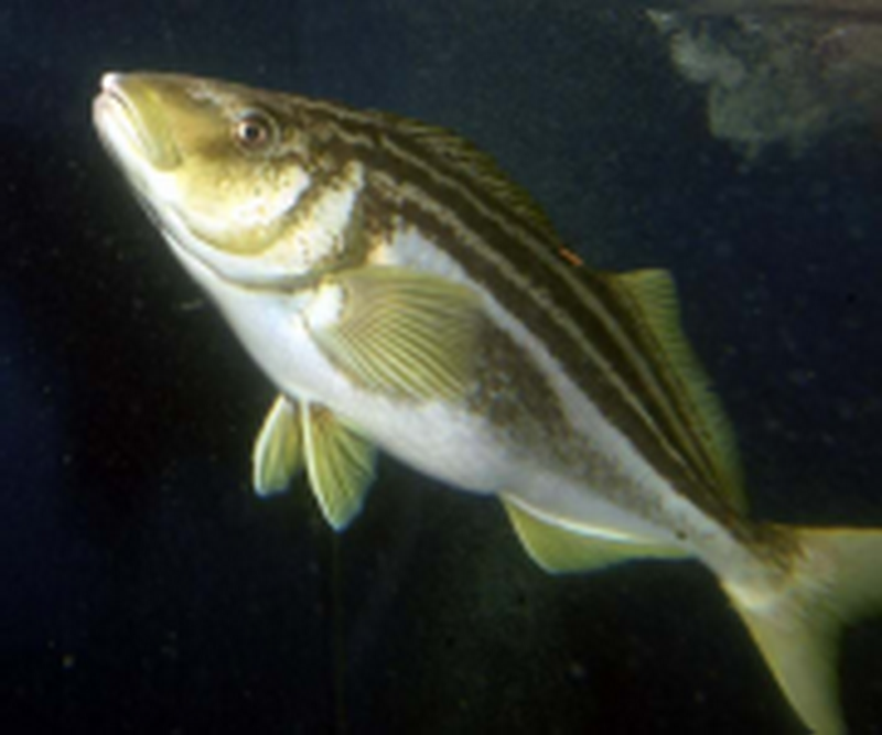 Tasmanian Trumpeter(latris lineata).png