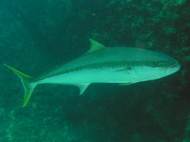 Kingfish(Seriola lalandi).jpg