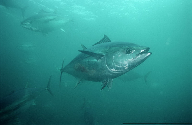 Southern Bluefin Tuna(Thunnus maccoyii).jpg