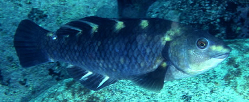 Black Parrotfish(Notolabrus fucicola).jpg