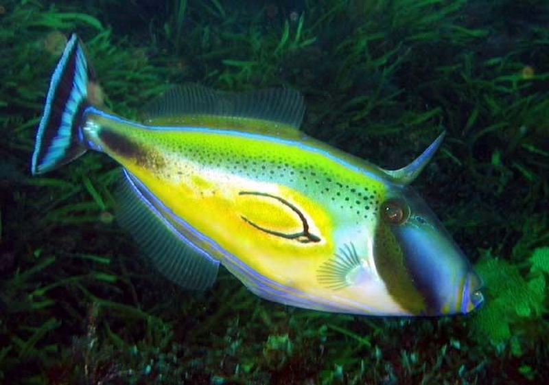 Horseshoe Leatherjacket(Meuschenia hippocrepis).jpg