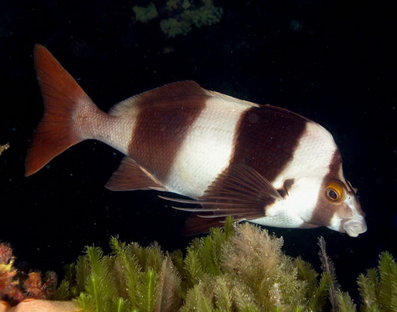 Magpie Perch(Cheilodactylus nigripes).jpg