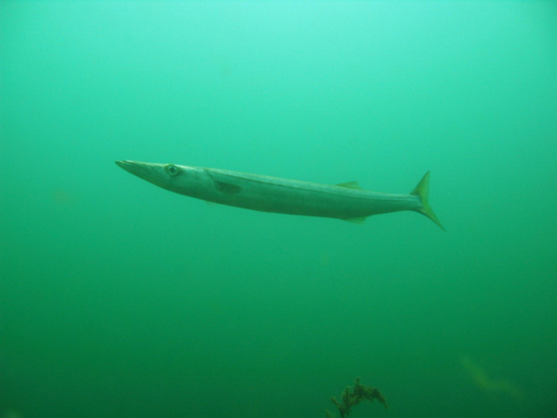 Snook(Sphyraena novahollandiae).JPG