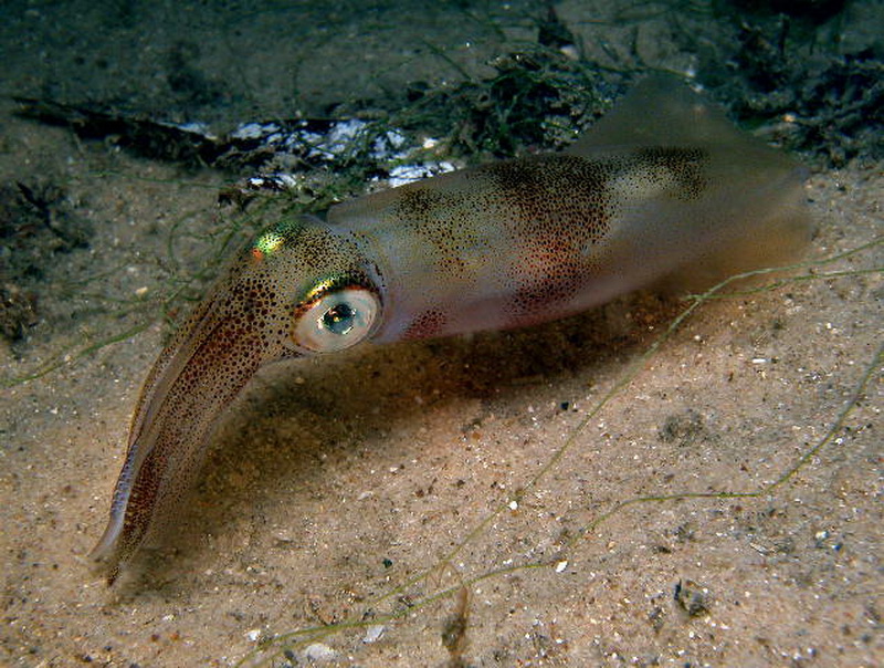 Southern Calamari(Sepioteuthis australis).jpg