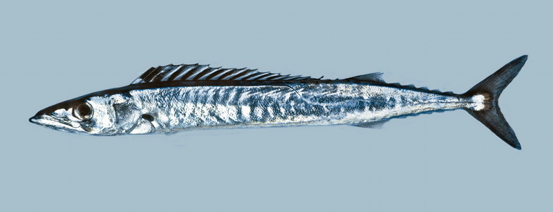 Barracouta(Thyrsites atun).jpg