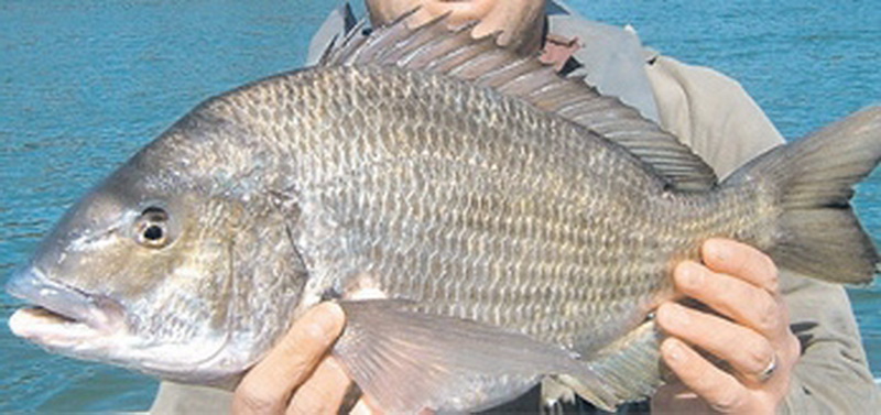 Black Bream(Acanthopagrus butcheri).jpg