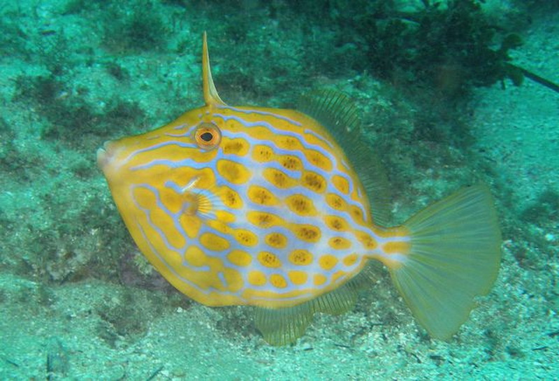 Deep Bodied Leatherjacket(Eubalichthys mosaicus).jpg