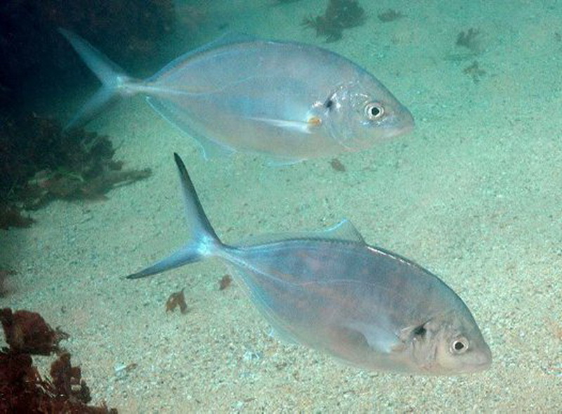 Silver Trevally(Pseudocaranx georgianus).jpg