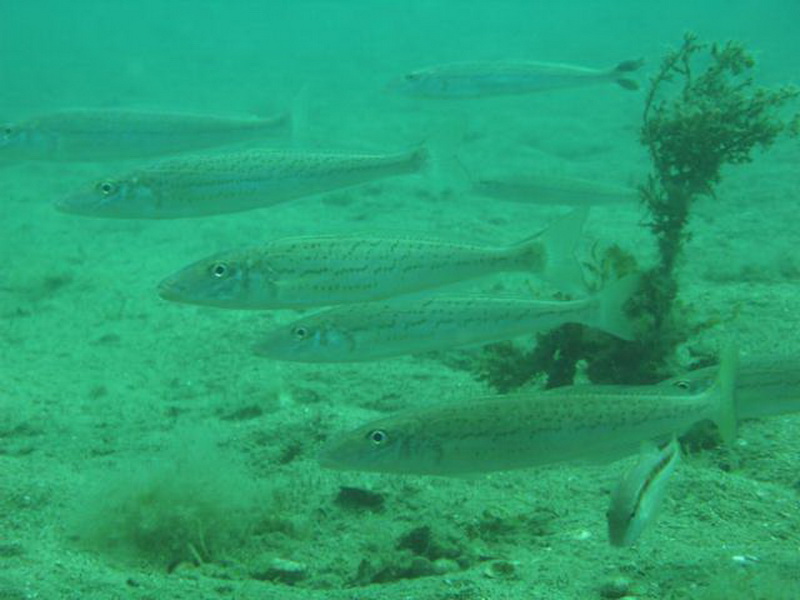 King George Whiting(Sillaginodes  punctatus).jpg