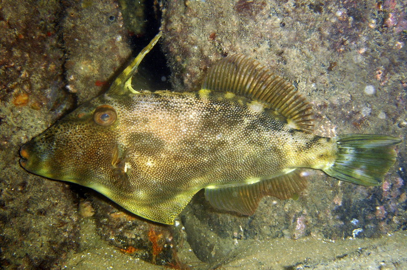 Rough Leatherjacket(Scobinichtys granulatus).jpg