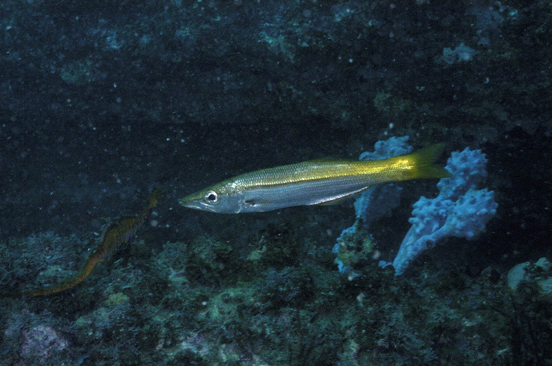 Long Finned Pike(Dinolestes lewini).jpg