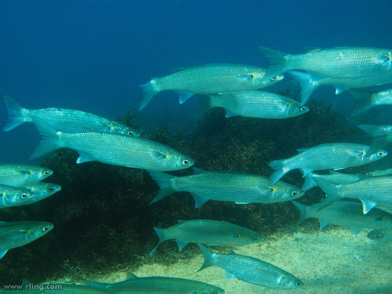 Sand Mullet(Myxus Elongatus).jpg