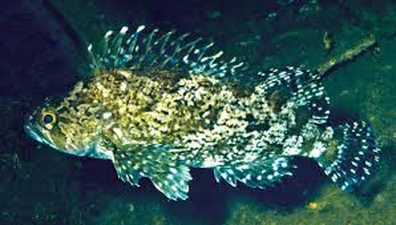 Silver Spot Cod(Chironemus maculosus).png
