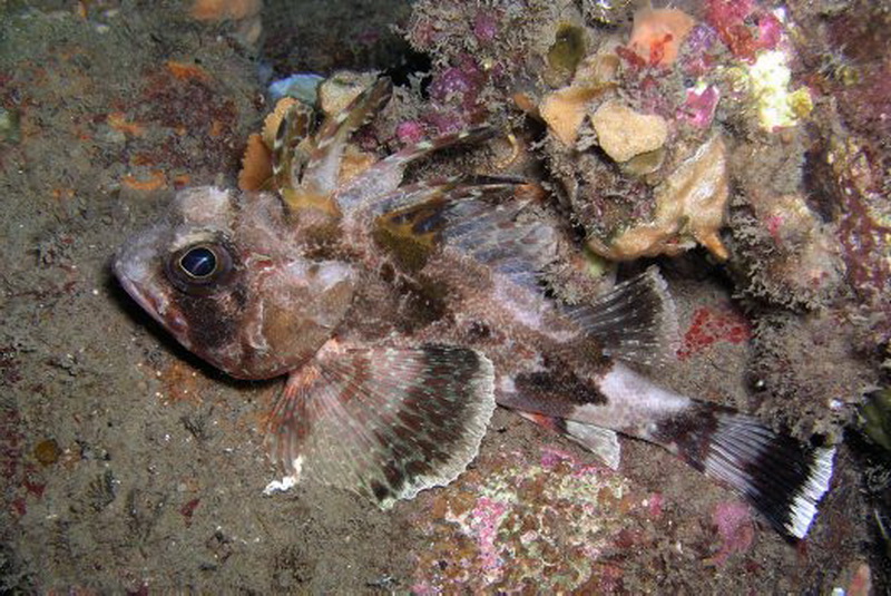 Common Gurnard Perch(Neosebastes scorpaenoides).jpg